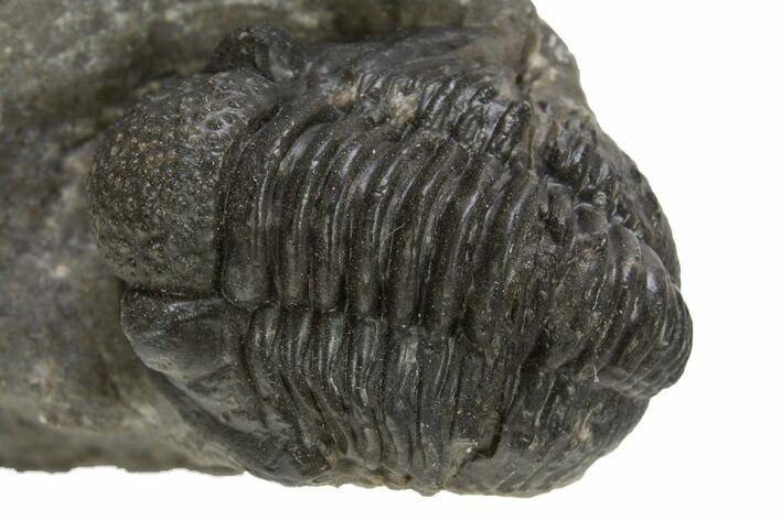 Detailed Proetid (Gerastos) Trilobite Fossil - Morocco #325843